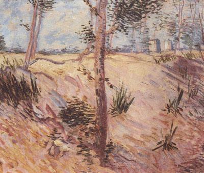 Vincent Van Gogh Trees in a Field on a Sunny Day (nn04) china oil painting image
